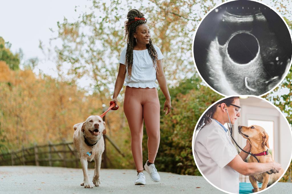 The massive parasite found in the dog owner's pelvis - veterinarian veterinarian