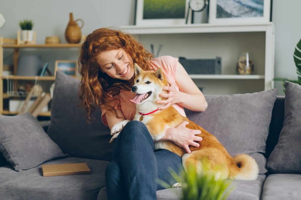 The cheerful young lady who puts on a Shiba Inu puppy in bed, both smiling widely