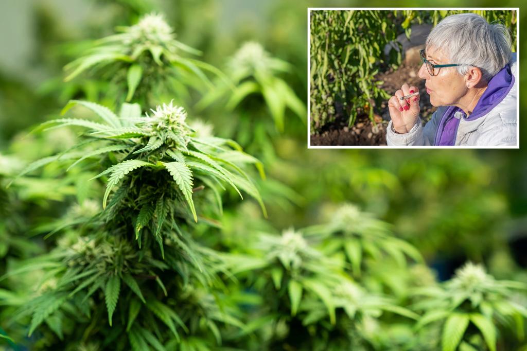 Elderly citizens face increased health risks due to cannabis use